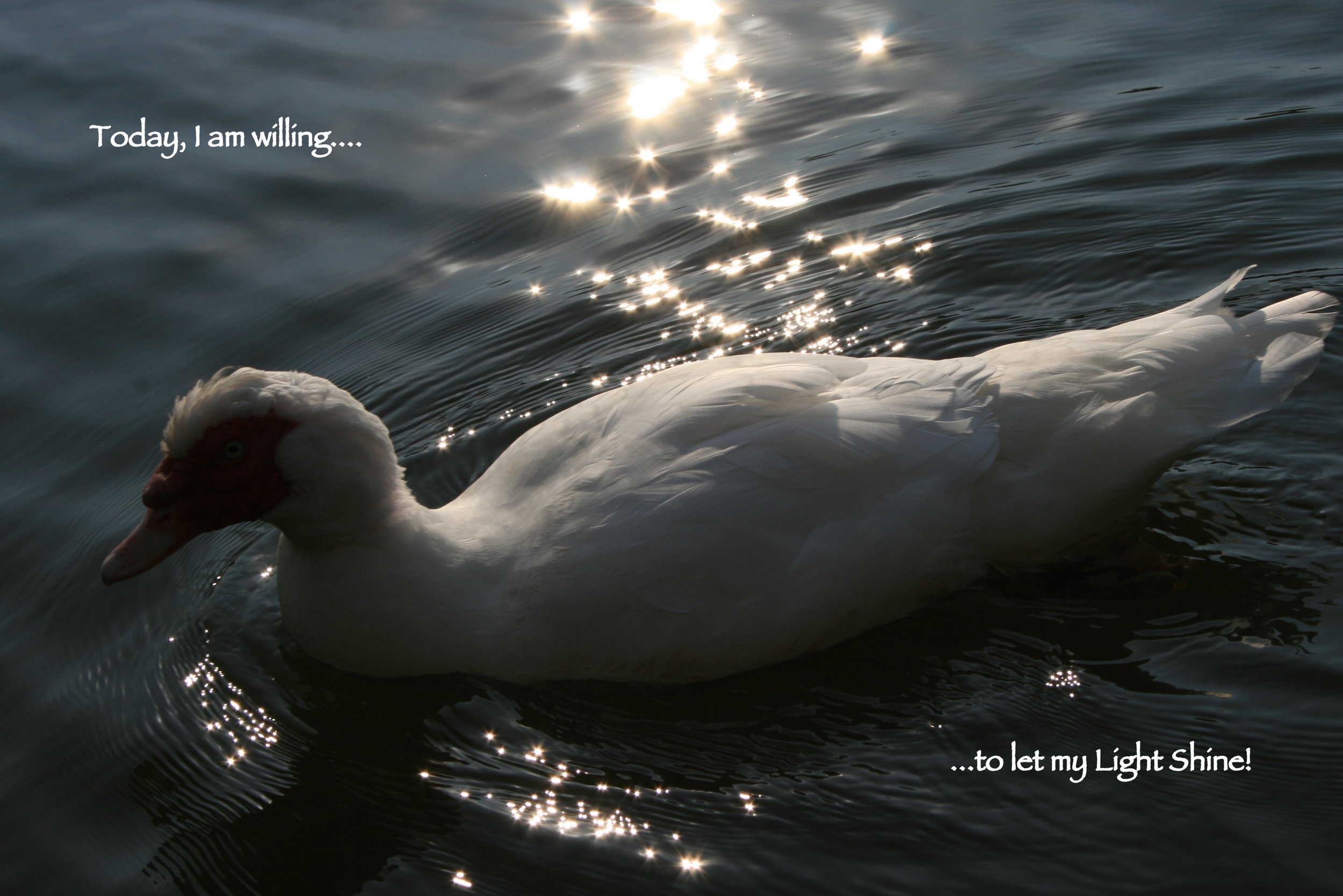 White goose_let my light shine.JPG