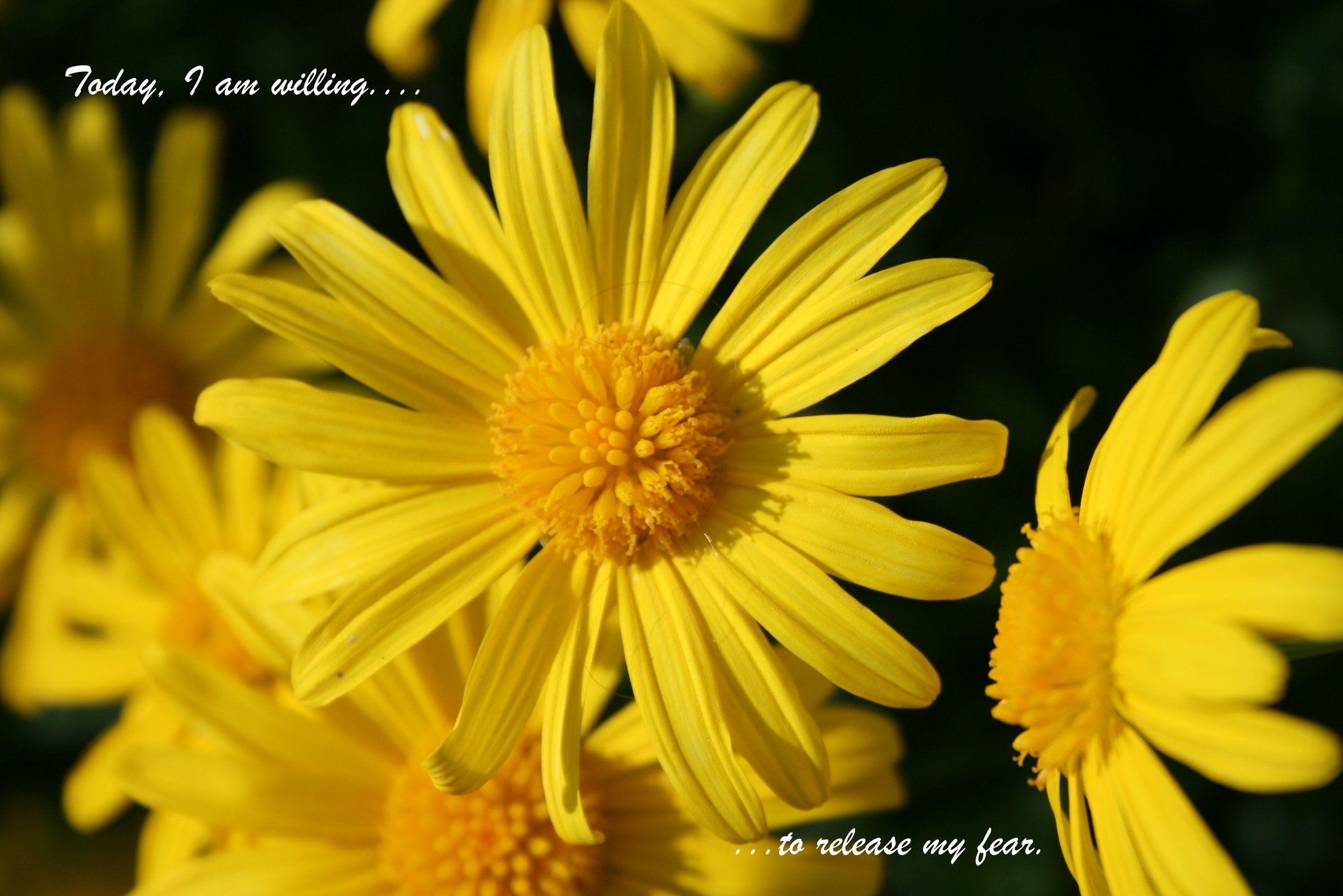Yellow flower_release my fear.jpg