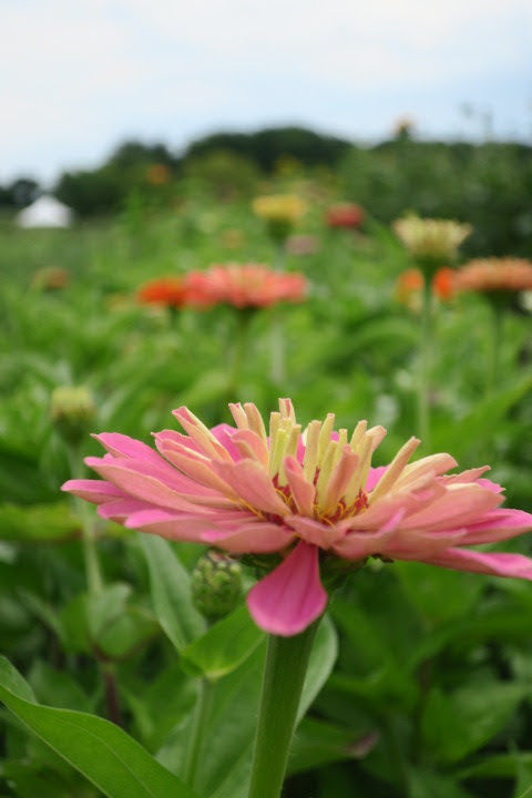 zinnias.JPG