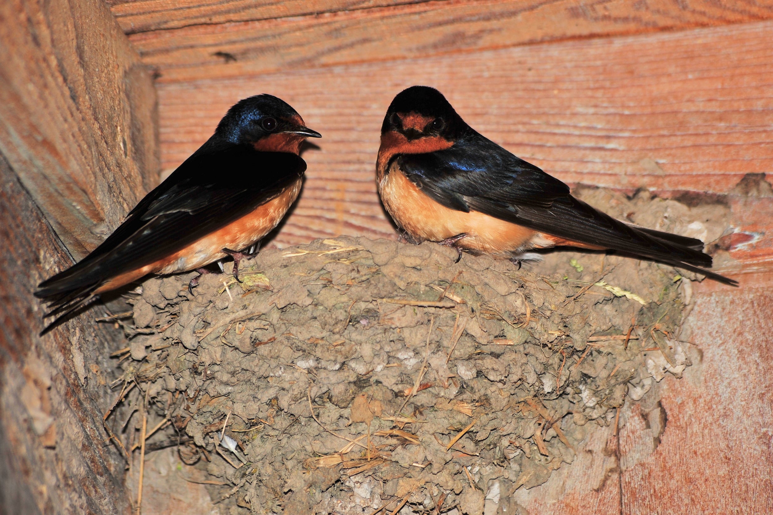 Barn Swallow