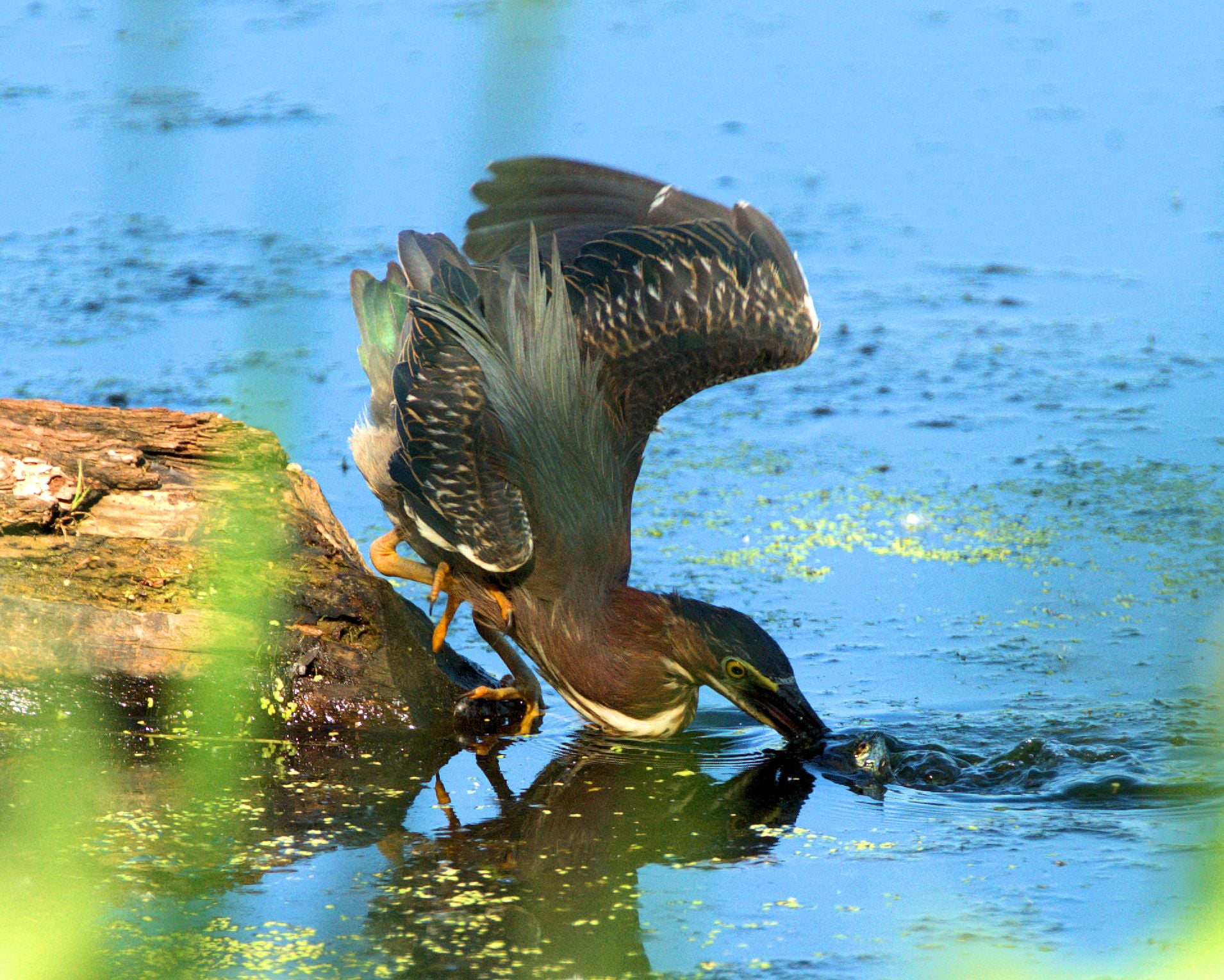 Little Blue Heron