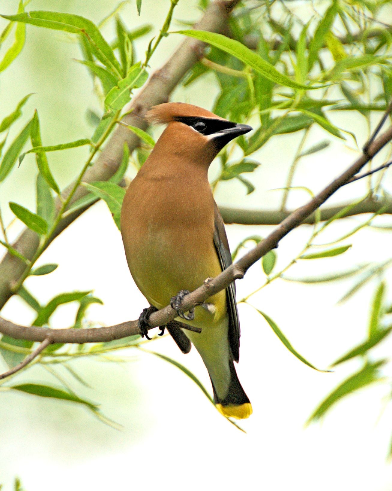 Cedar Waxwing