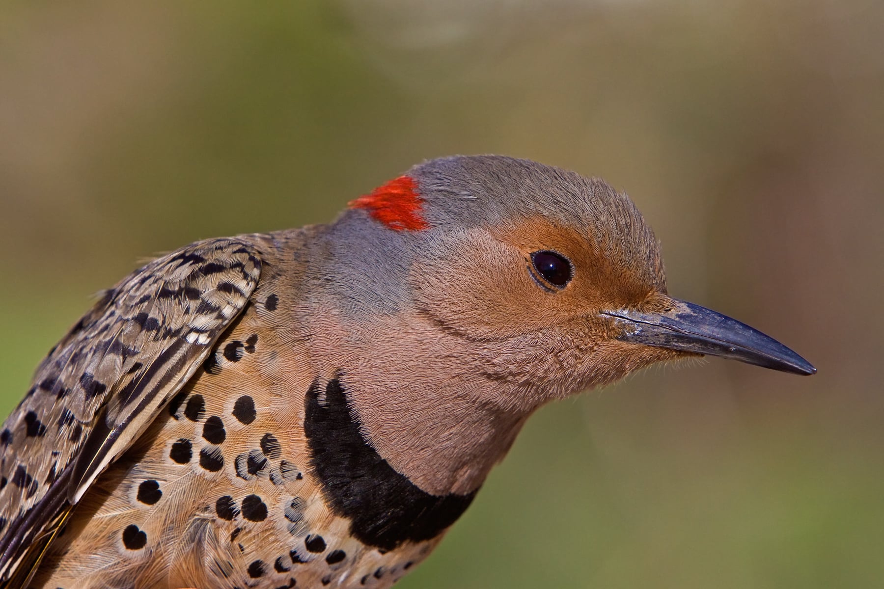 Northern Flicker