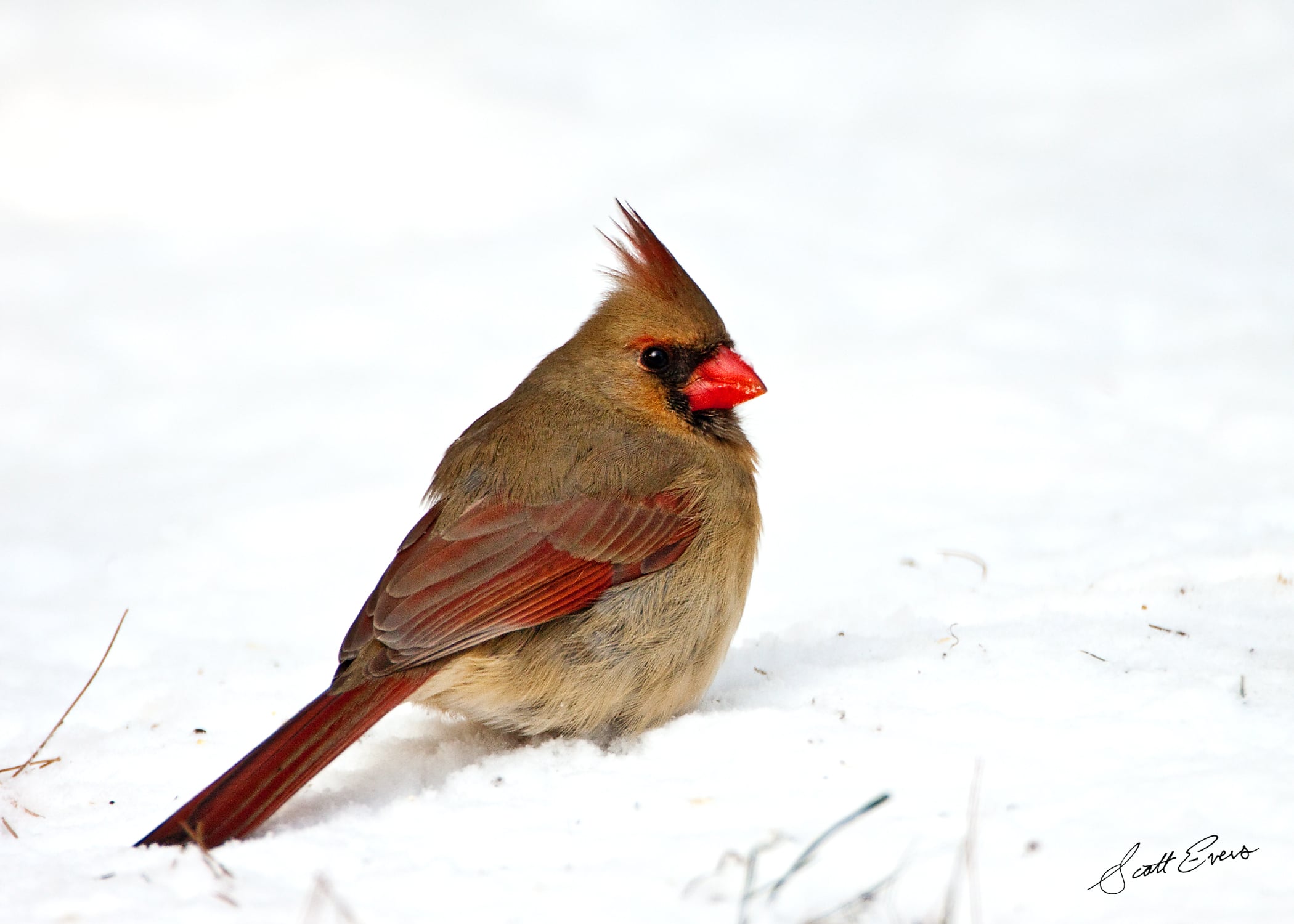 Cardinal (female)