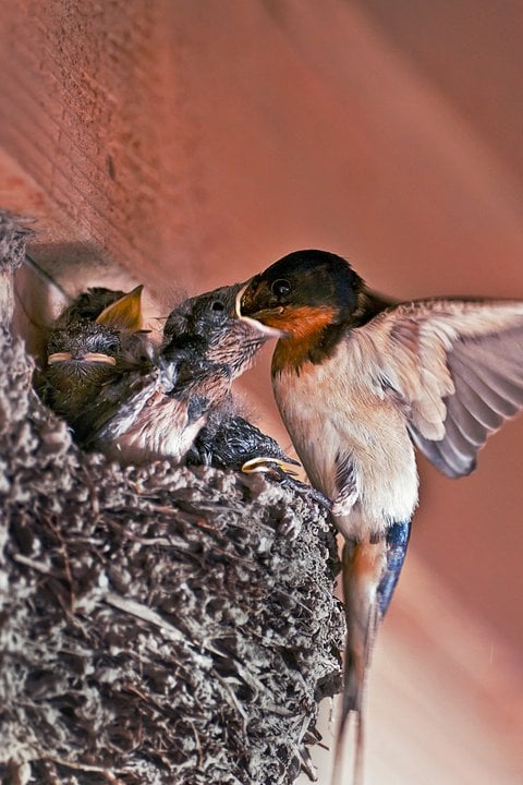 Barn Swallow and Nestlings