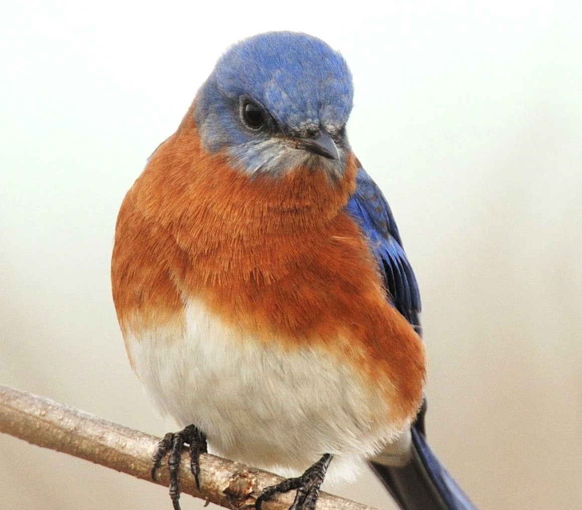 Eastern Bluebird