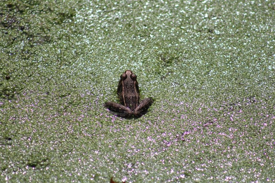D is for Duckweed