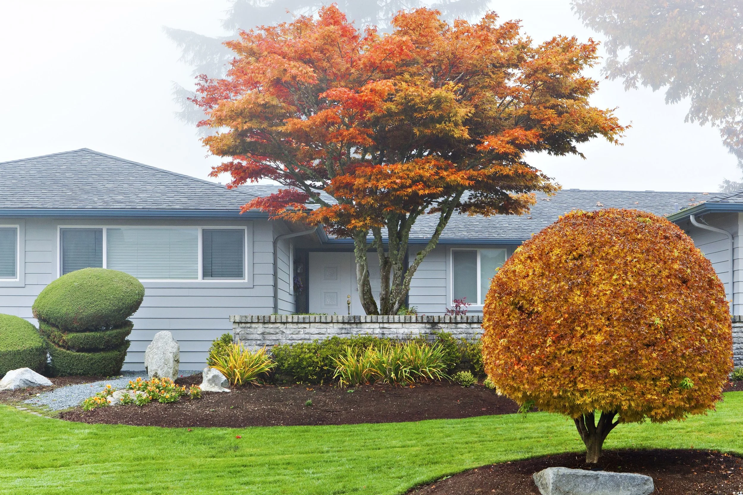 autumn-leaves-on-trees-in-front-of-house-482145455-59a60b16af5d3a001155c62f.jpg