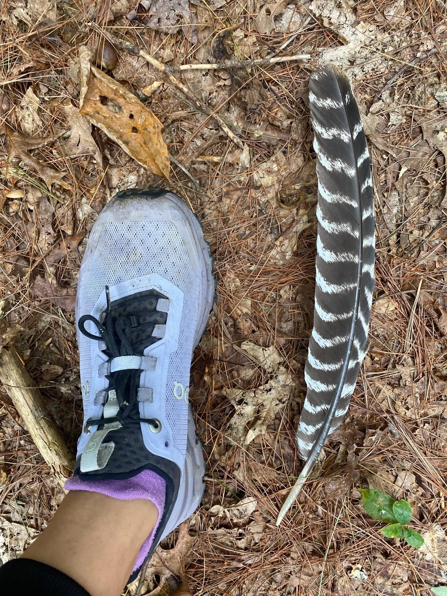 There are so. many. shoes. to choose from. How are you supposed to know?! Well, first come get fit for shoes. Second, join us at one of our 3 upcoming demo events! 

Feb 8: Topo at the Terra 10th Birthday 10k, 5k and 1 mile at Greenway Park (1pm)
Feb