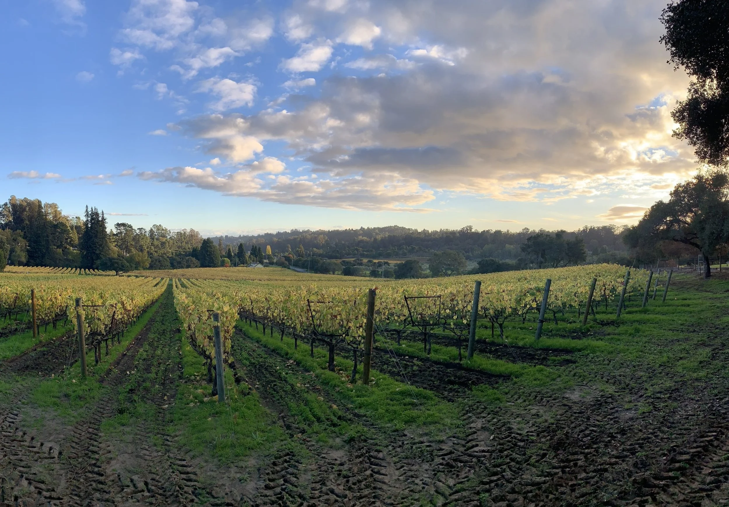 Wine Tasting on The Patio: Samuel Louis Smith Wines