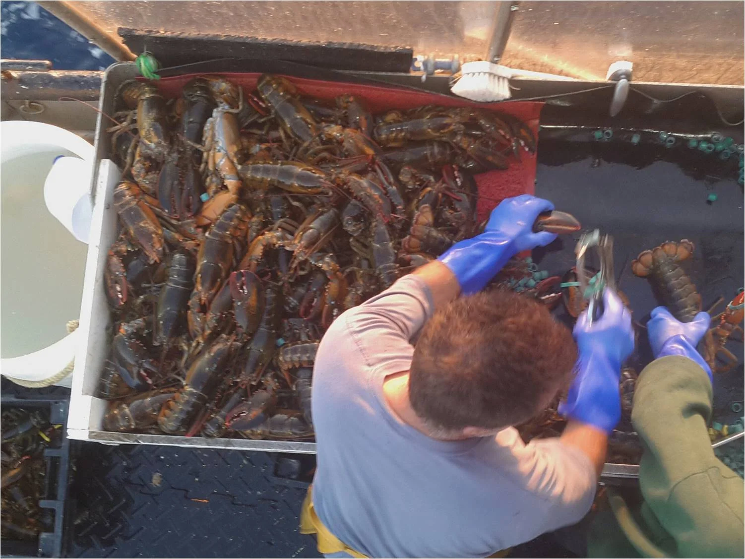 Processinglobster_v2.jpg