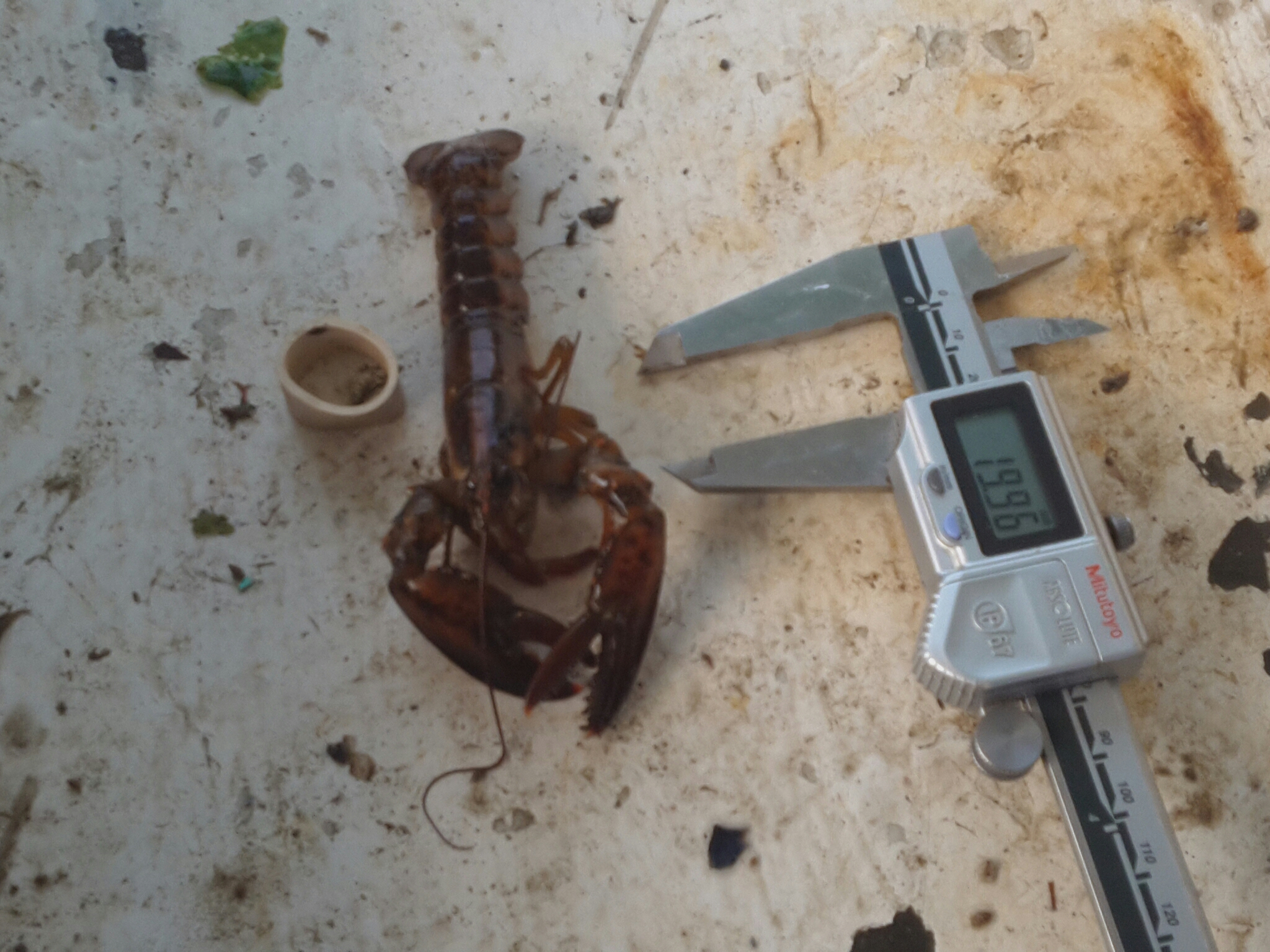 20mm_10-15-14_v5.png