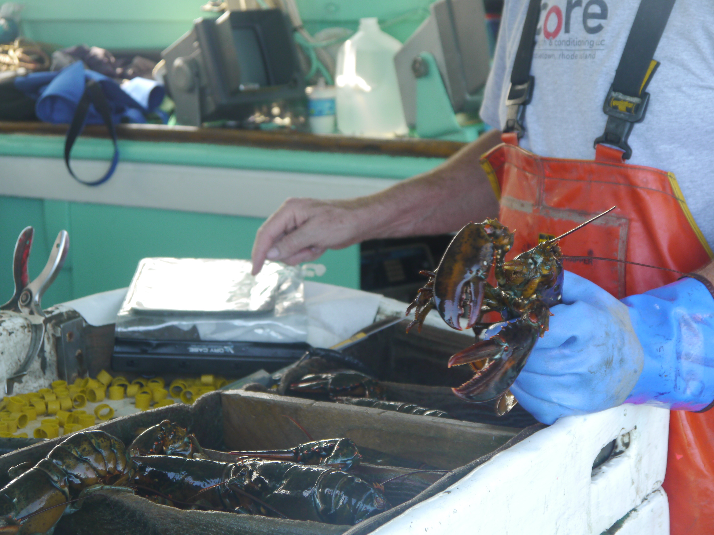 Lobster & Jonah Crab Research Fleet — CFRF