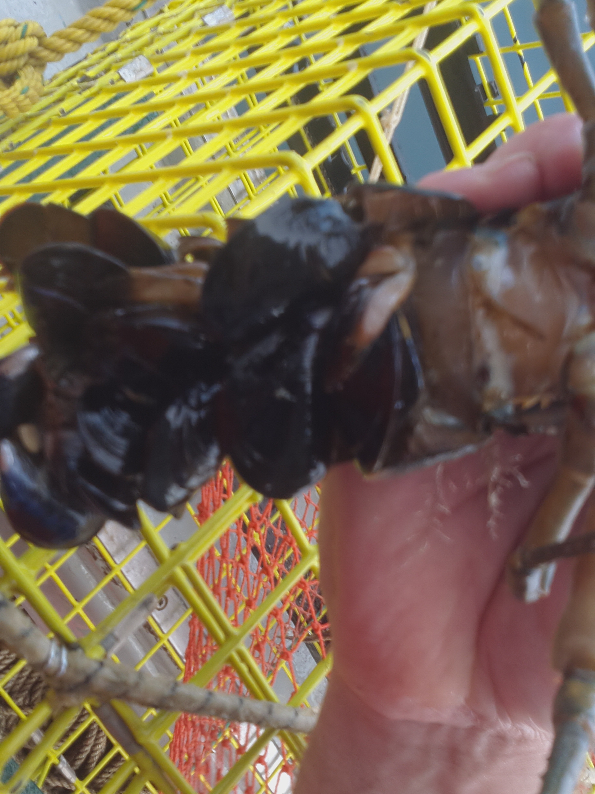 7-14-13-vessel 3 covered in mature mussels. why did she not shed....jpg