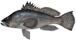 black_sea_bass.gif
