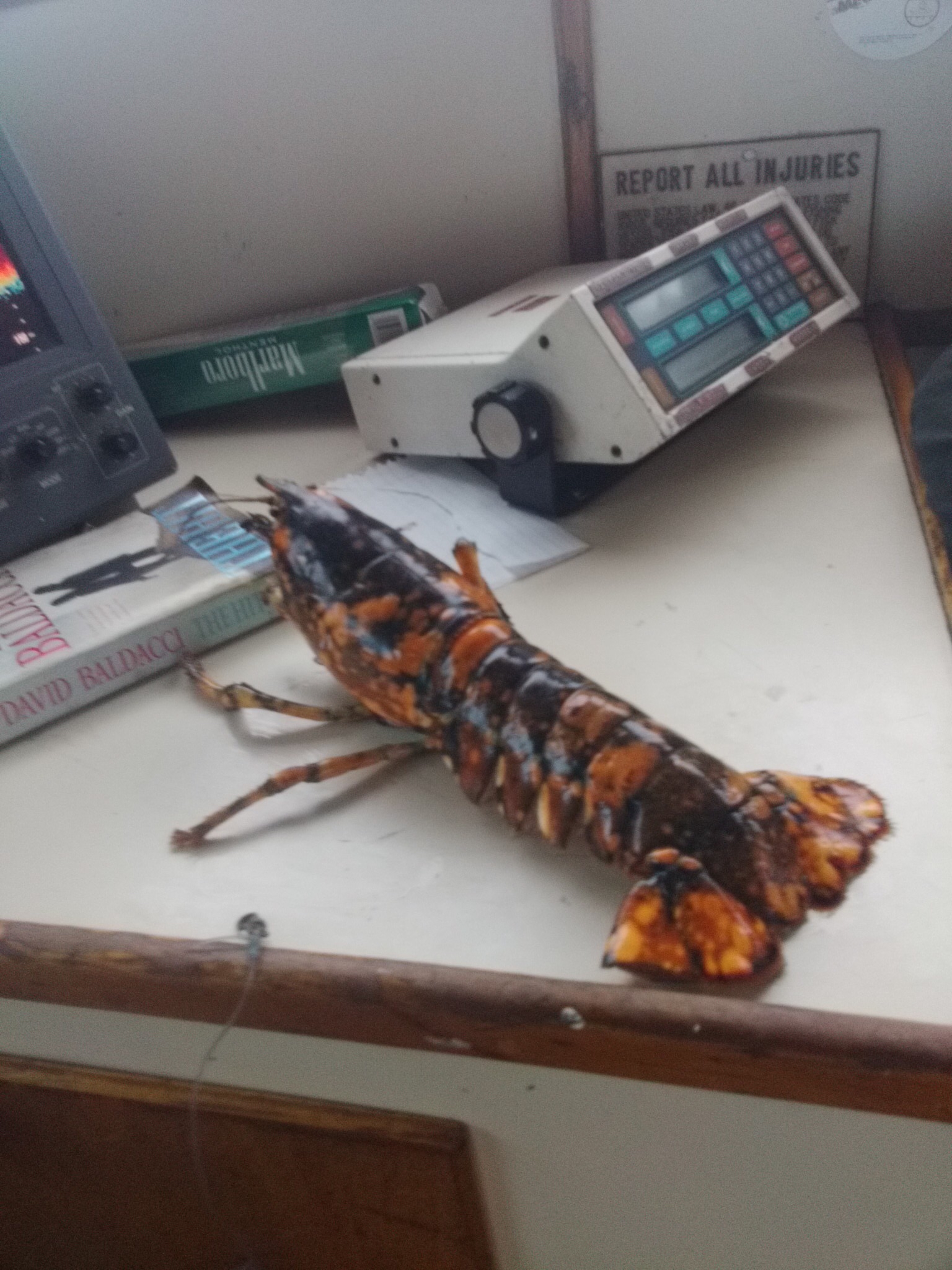 Calico Lobster.jpg