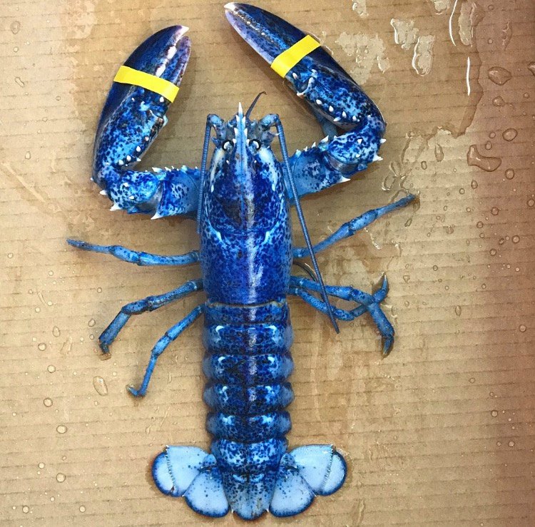 two dukes_blue lobster.jpg