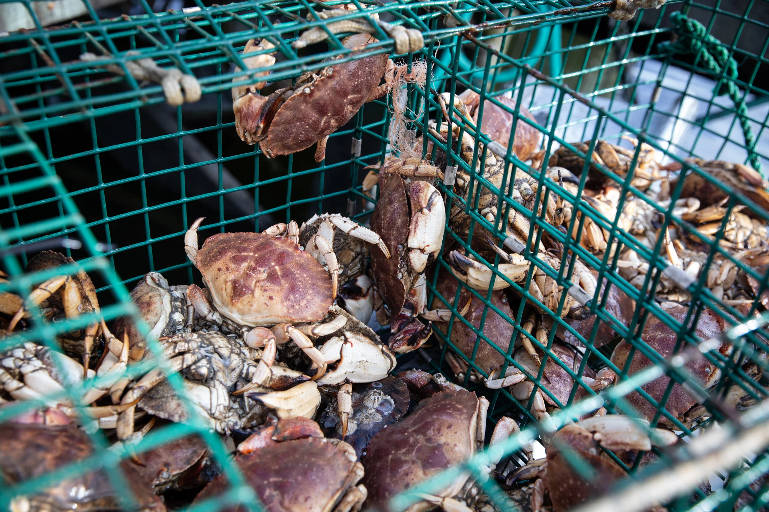 Economic Impact of Fisheries in Rhode Island — CFRF