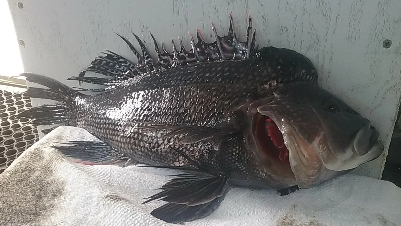 humphead.jpg