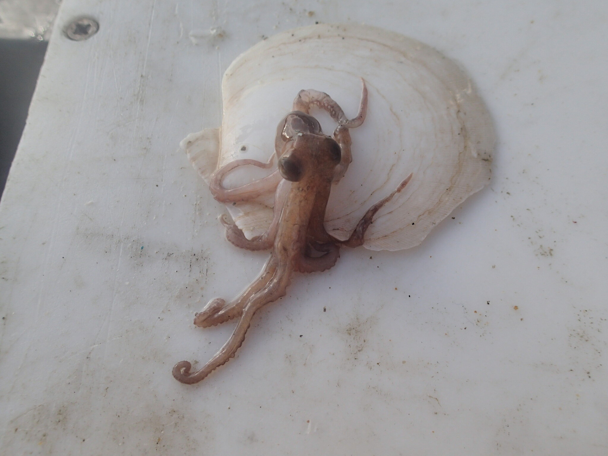 North Atlantic Octopus.JPG