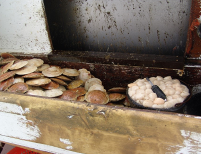 Atlantic Sea Scallop Project Featured in April NOAA Navigator! — CFRF
