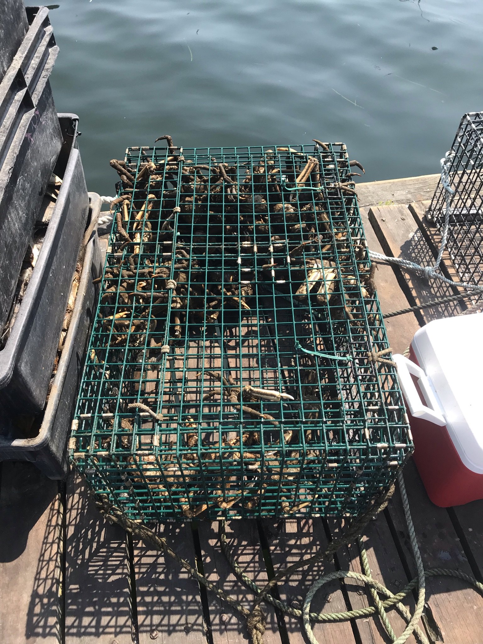 Exploring a Fishery for Spider Crabs — CFRF