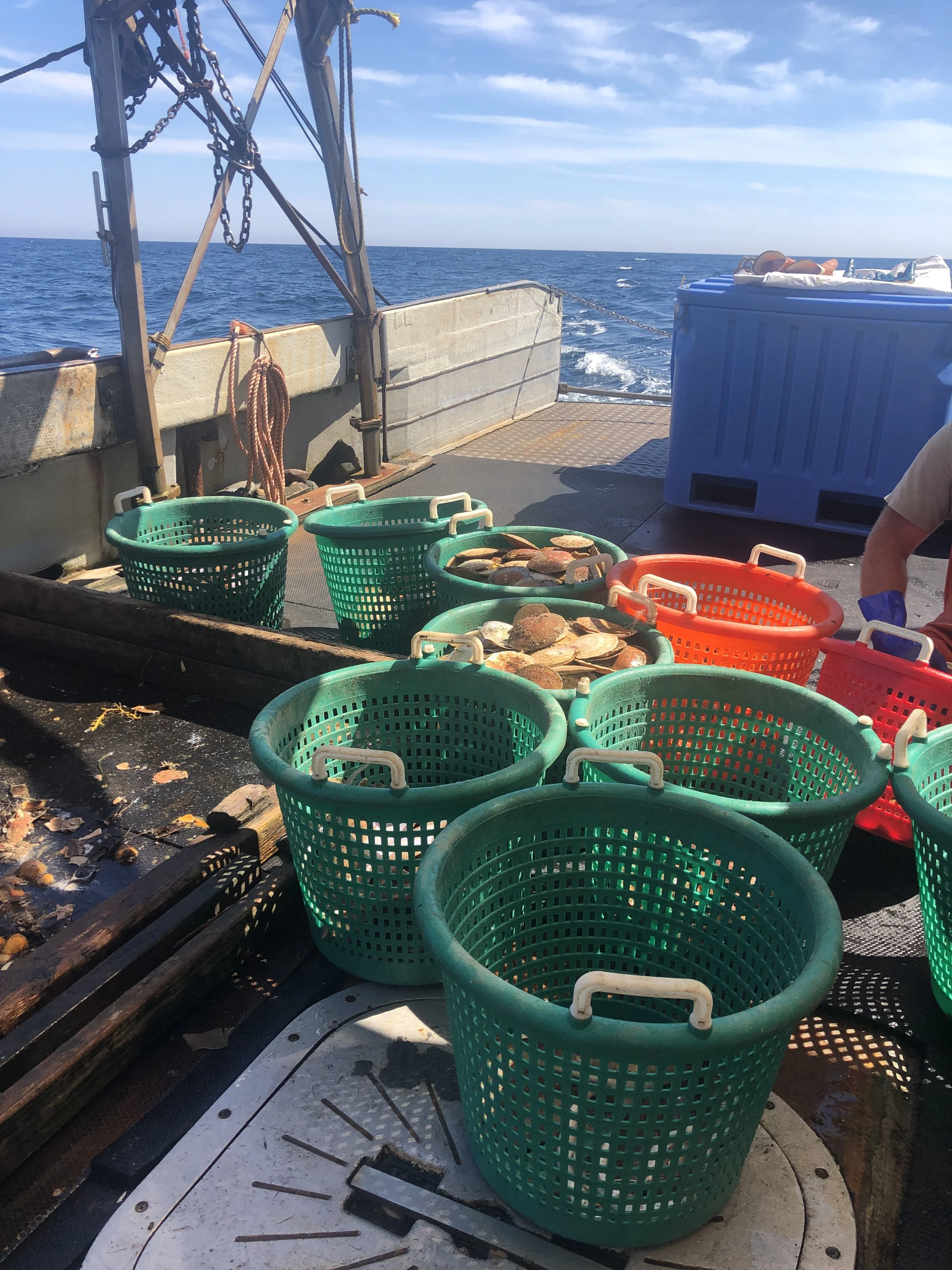 Scientists at Sea: A Day in the Life on the SFWF Beam Trawl Survey