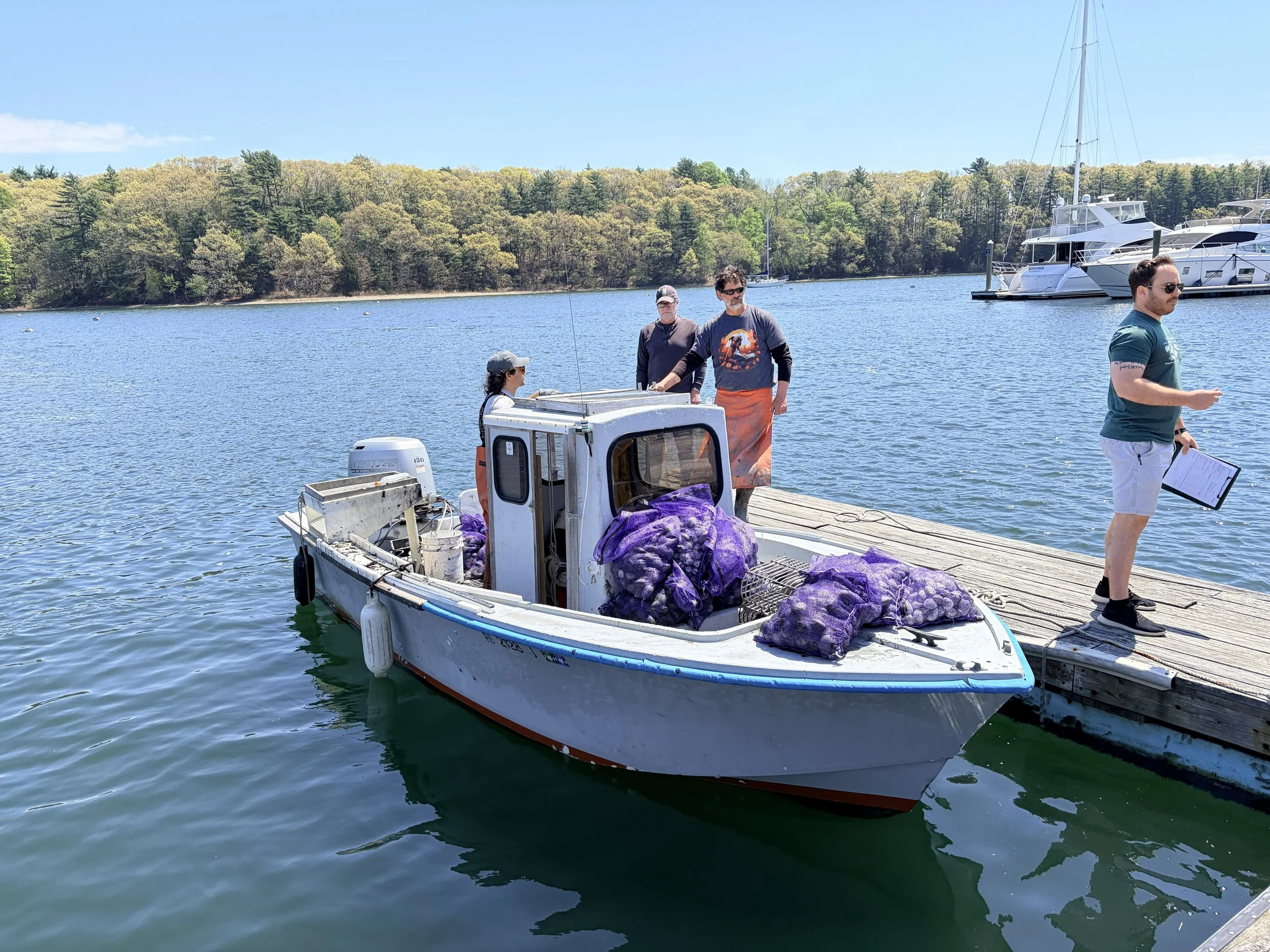 2026 Greenwich and Apponaug Cove Quahog Transplants 