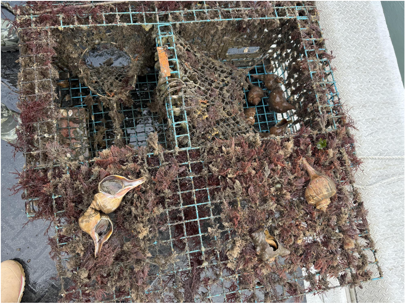 Ghost Gear Biodiversity Monitoring StoryMap