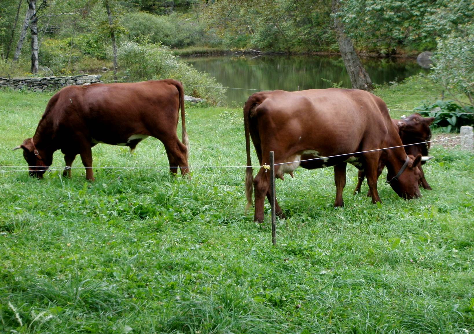 Our Milking Shorthorn cattle