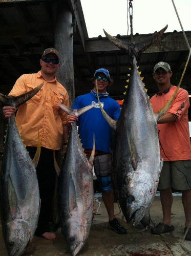 alabama tuna florida tuna yellowfin tuna