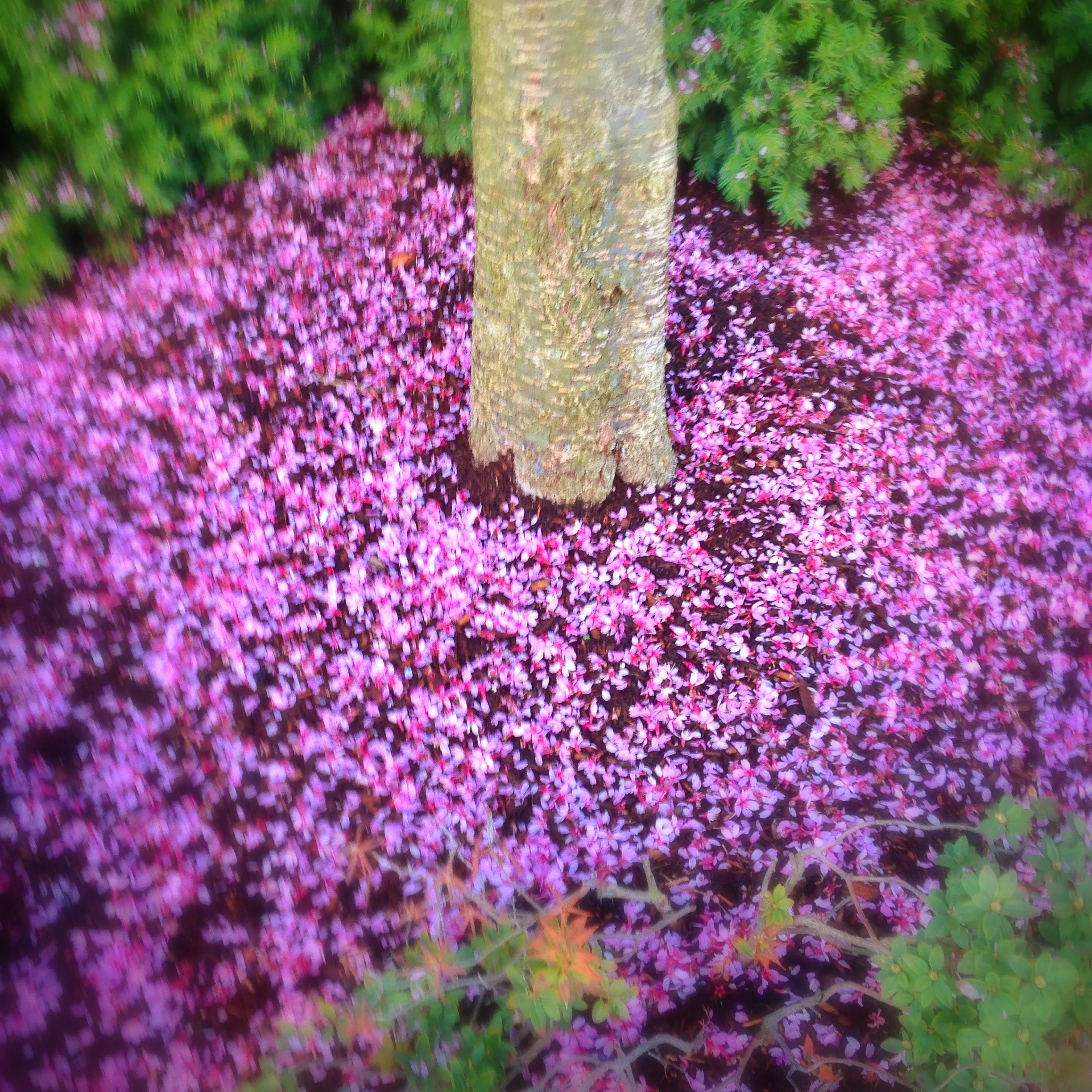 Purple Grounds