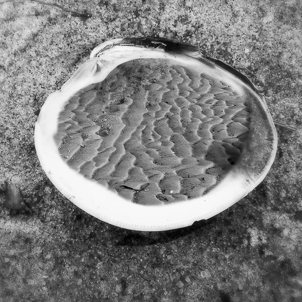 Brain Shell