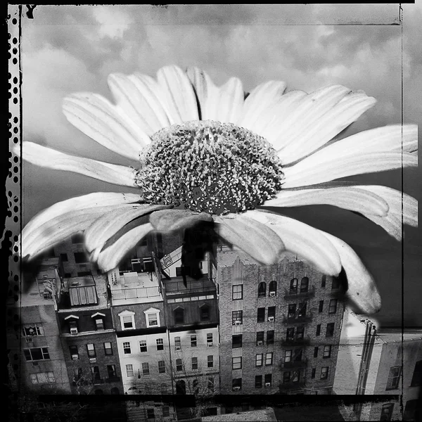 Daisy Sky