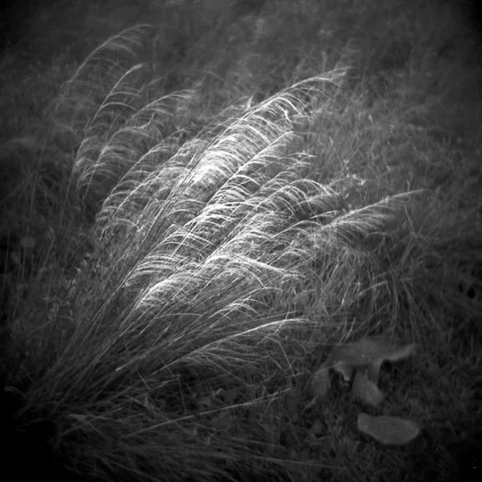0698.lisacohen.050106.jpg