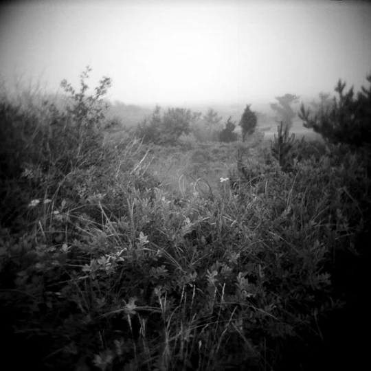 0717.lisacohen.050106.jpg
