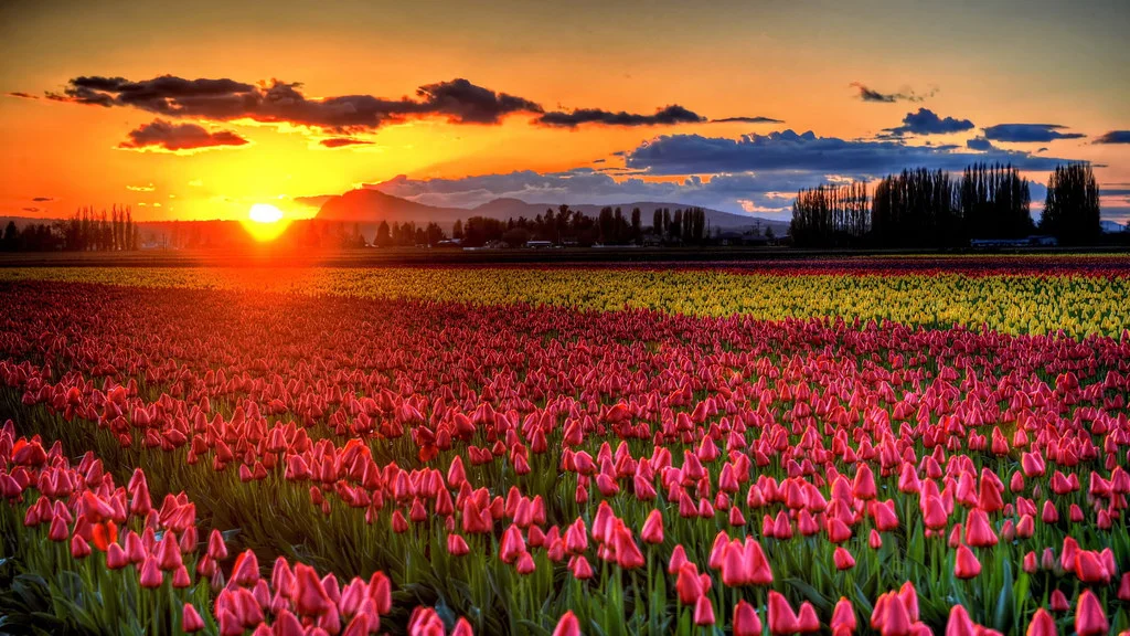 tulips.jpg