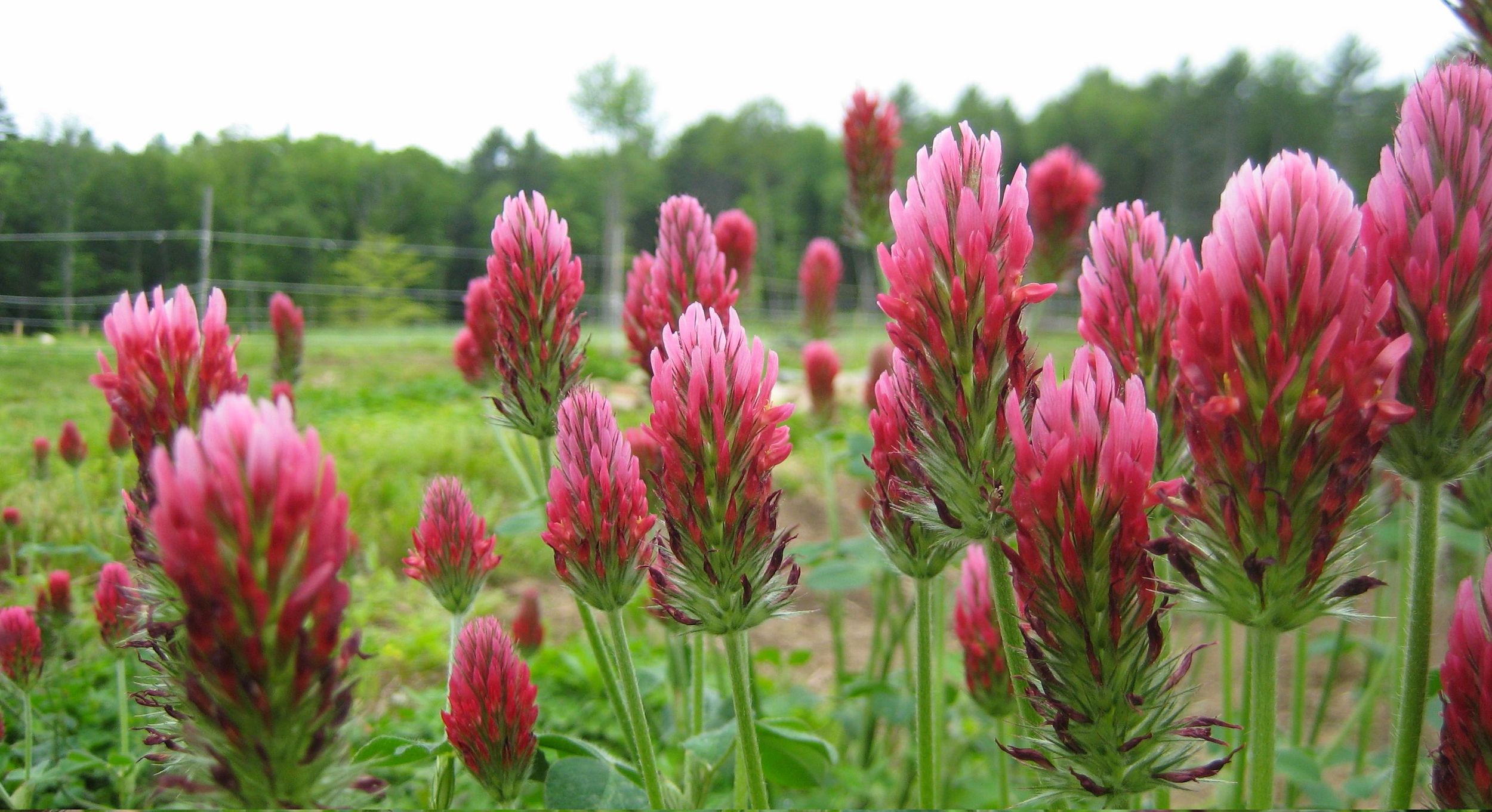 CrimsonClover.jpg