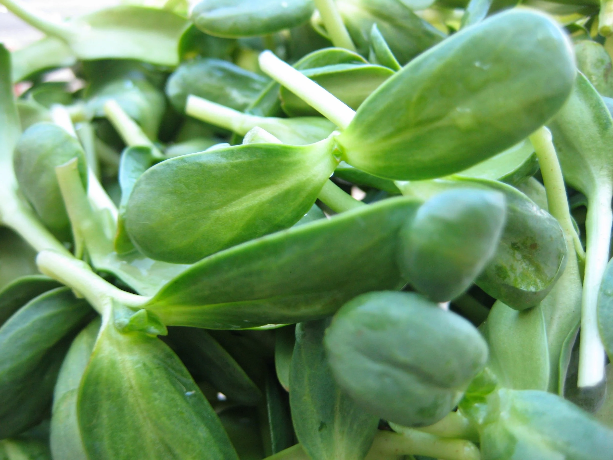 Microgreens