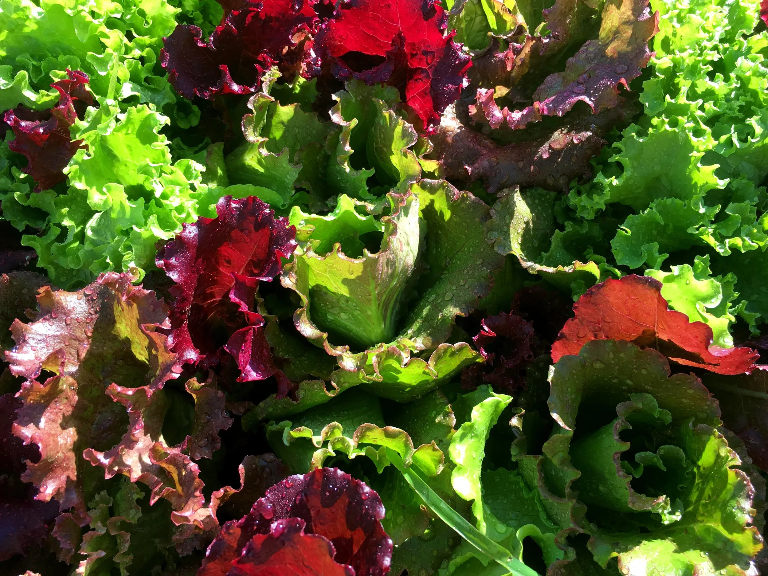 Our Greens