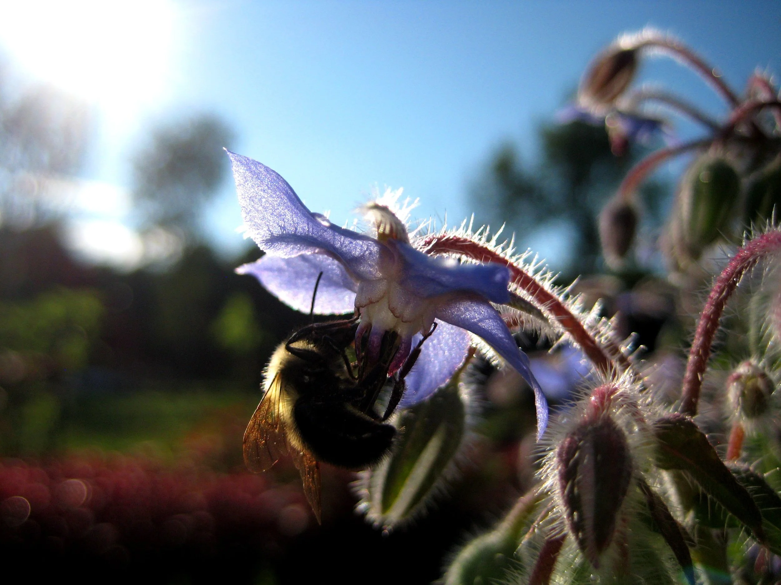 BorageBee.jpg