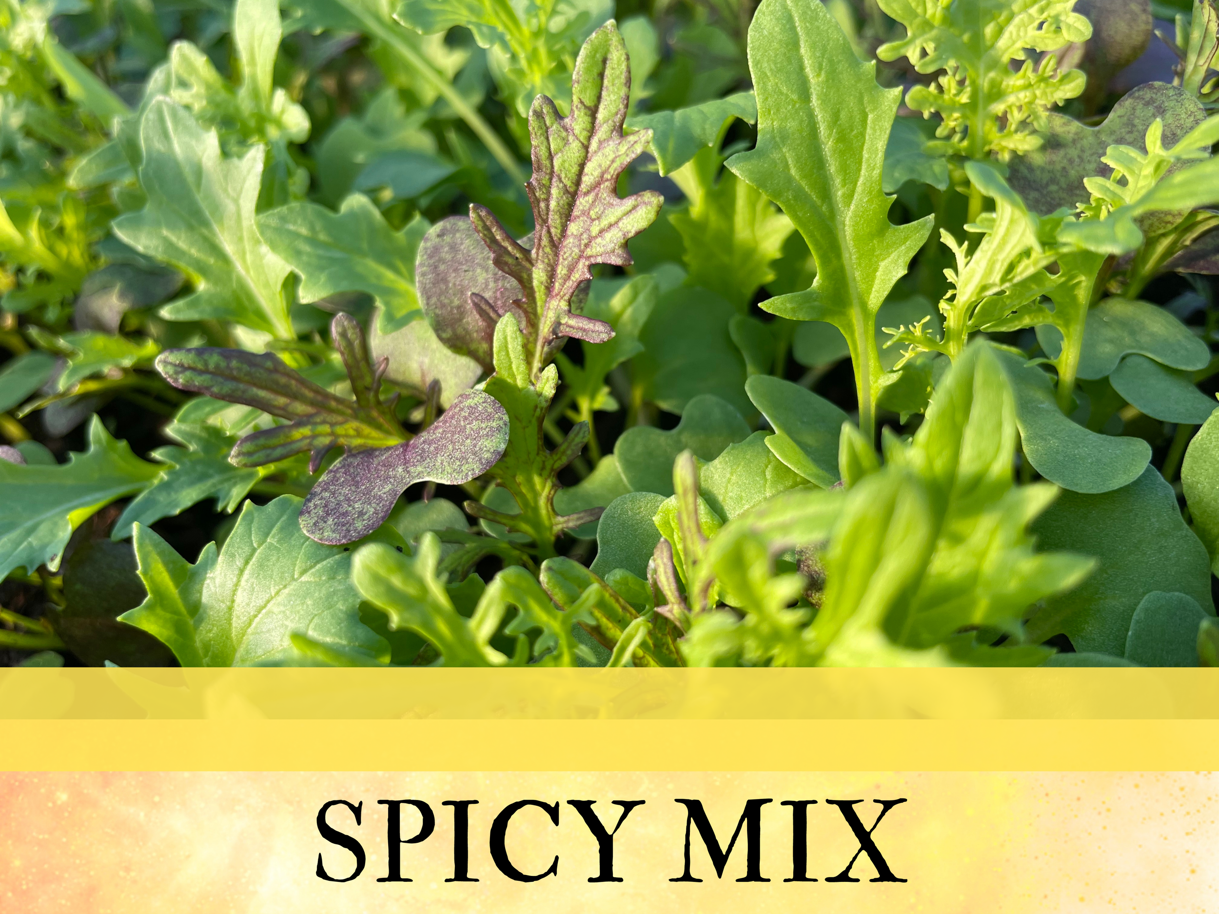  A beautiful blend of mustard and asian greens. Great for adding a kick to sandwiches or braised.  Currently available to chefs by the pound 