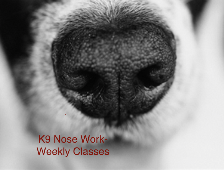 Weekly K9 Nose Work Classes, San Diego County, CA