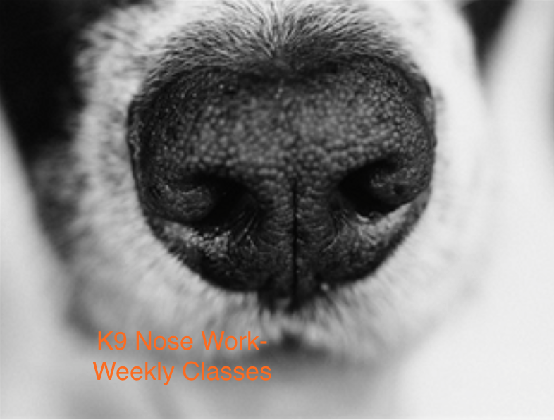 Weekly K9 Nose Work Classes, North Orange County, CA