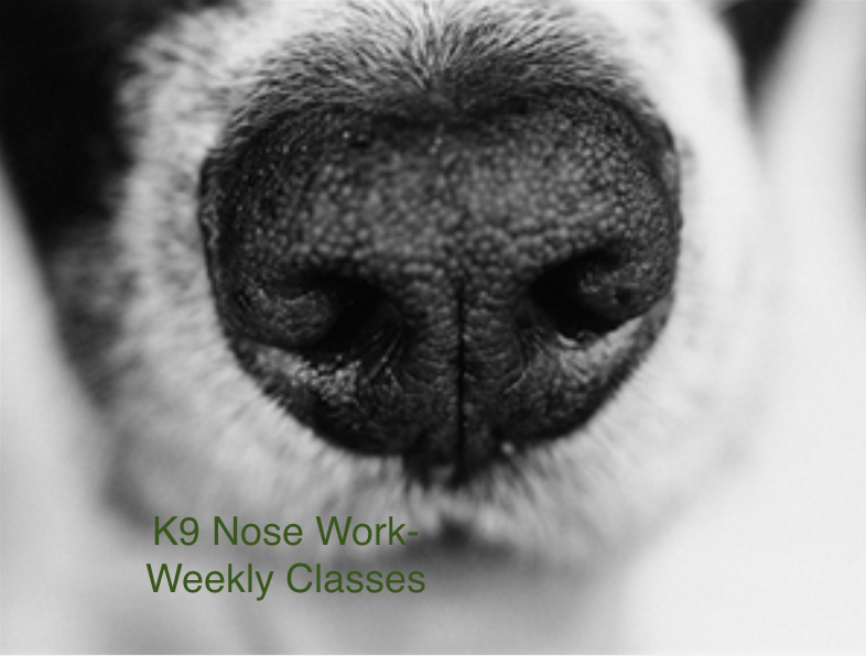 Weekly K9 Nose Work Classes, South Orange County, CA