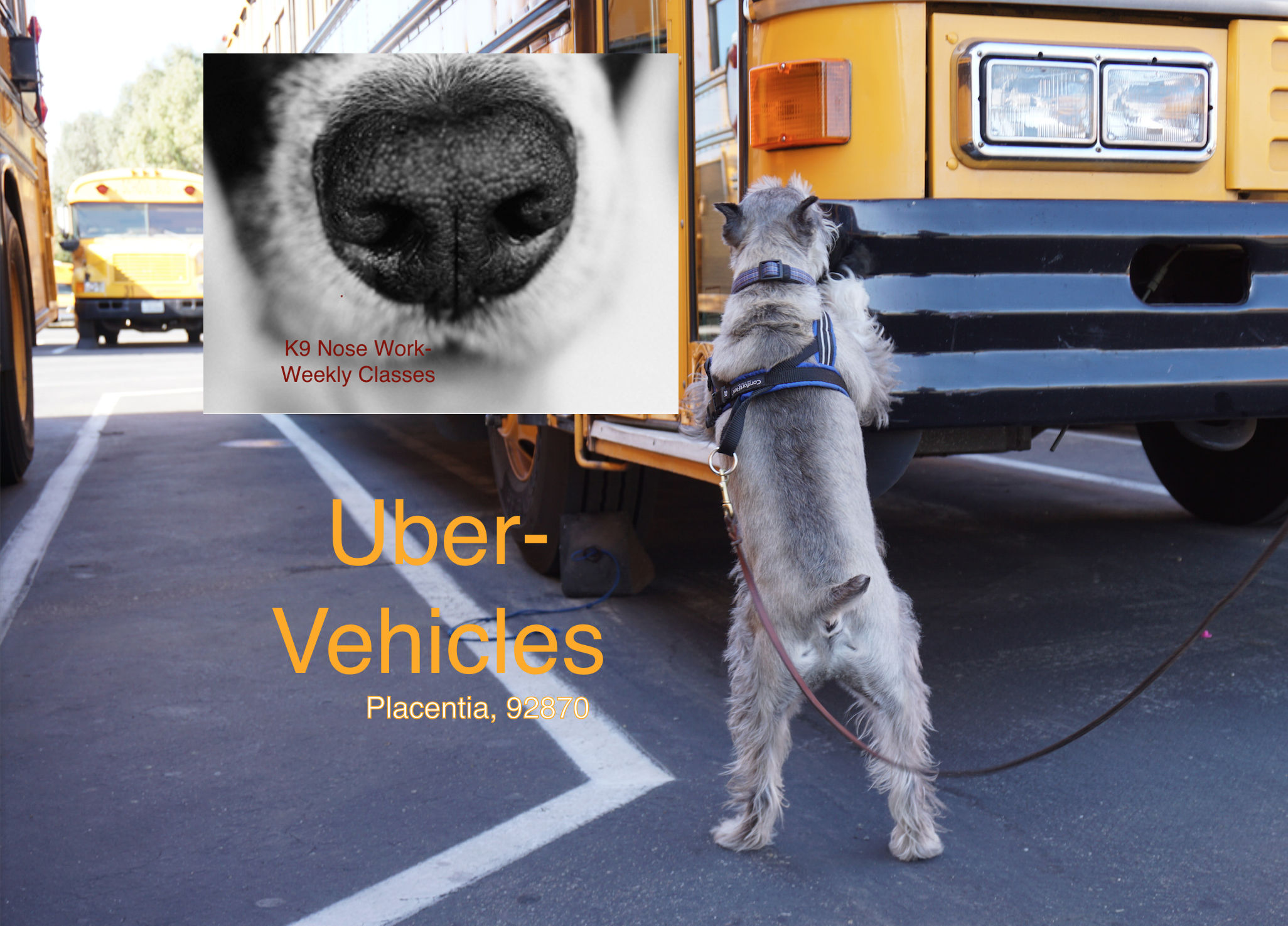 Special Event - K9 Nose Work UBER Bus Vehicle Search