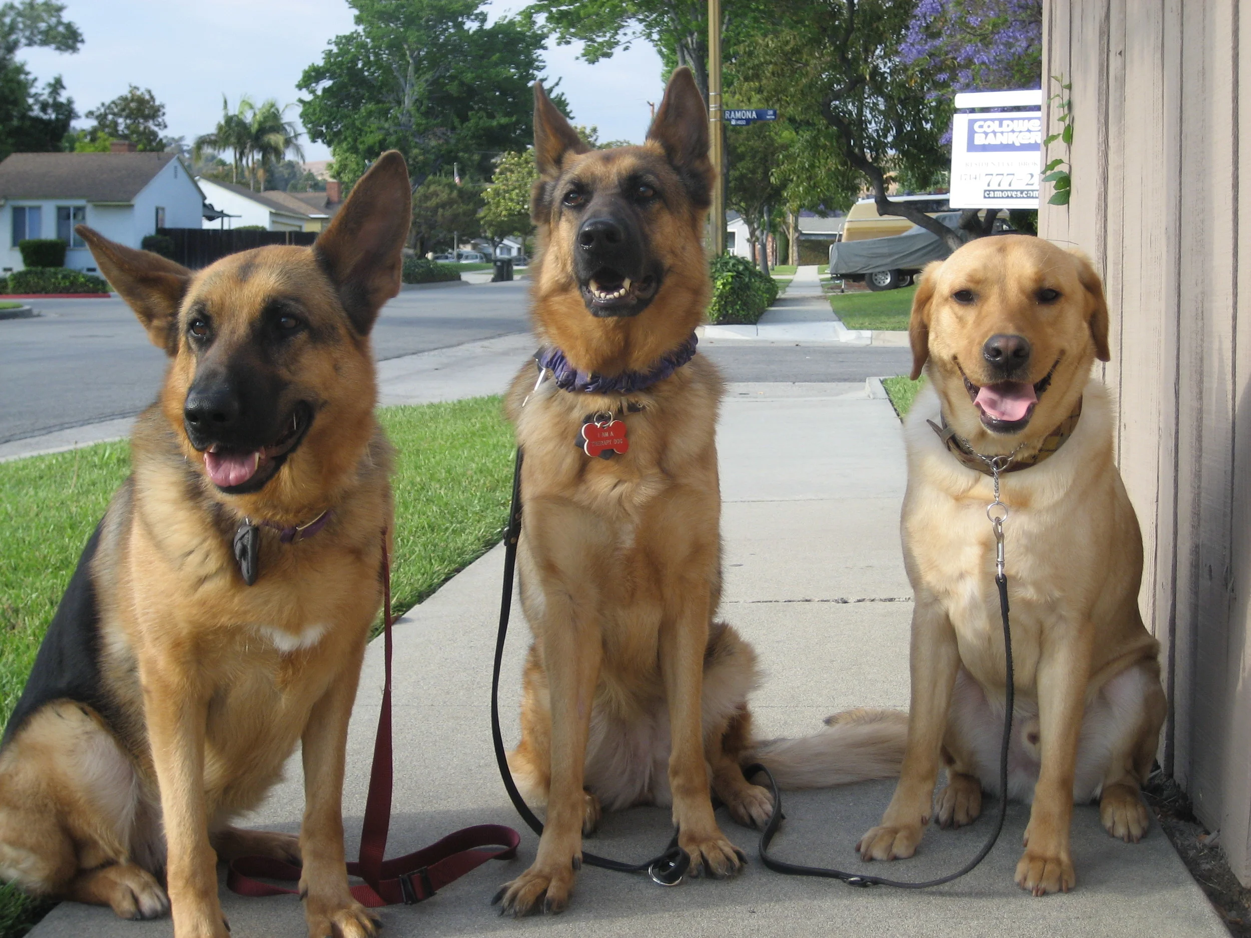 3 Dogs.JPG