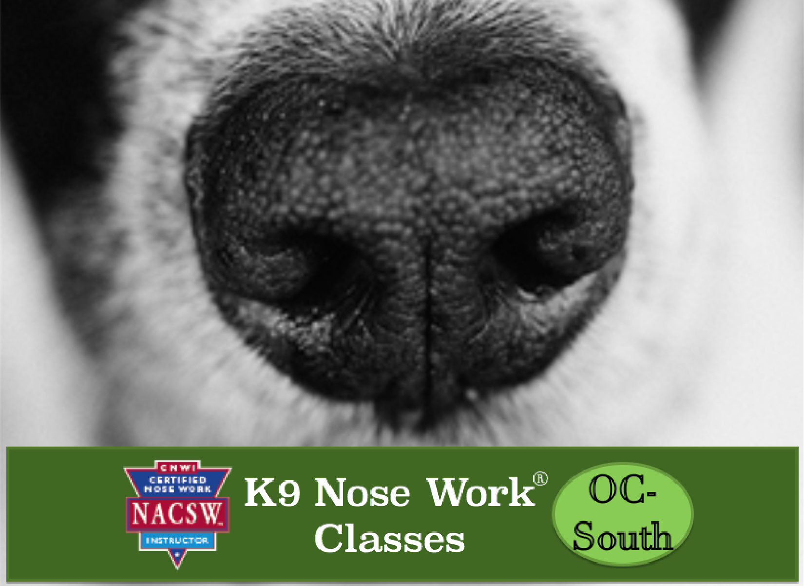 Weekly K9 Nose Work Classes, South Orange County, CA