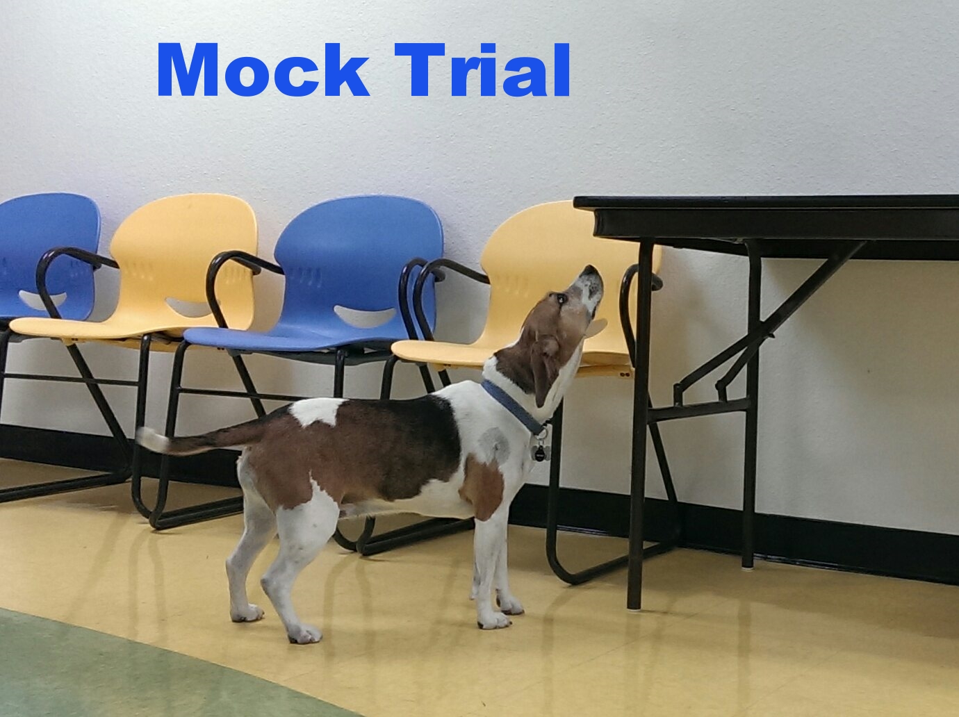 Mock 17 Nose Work Event