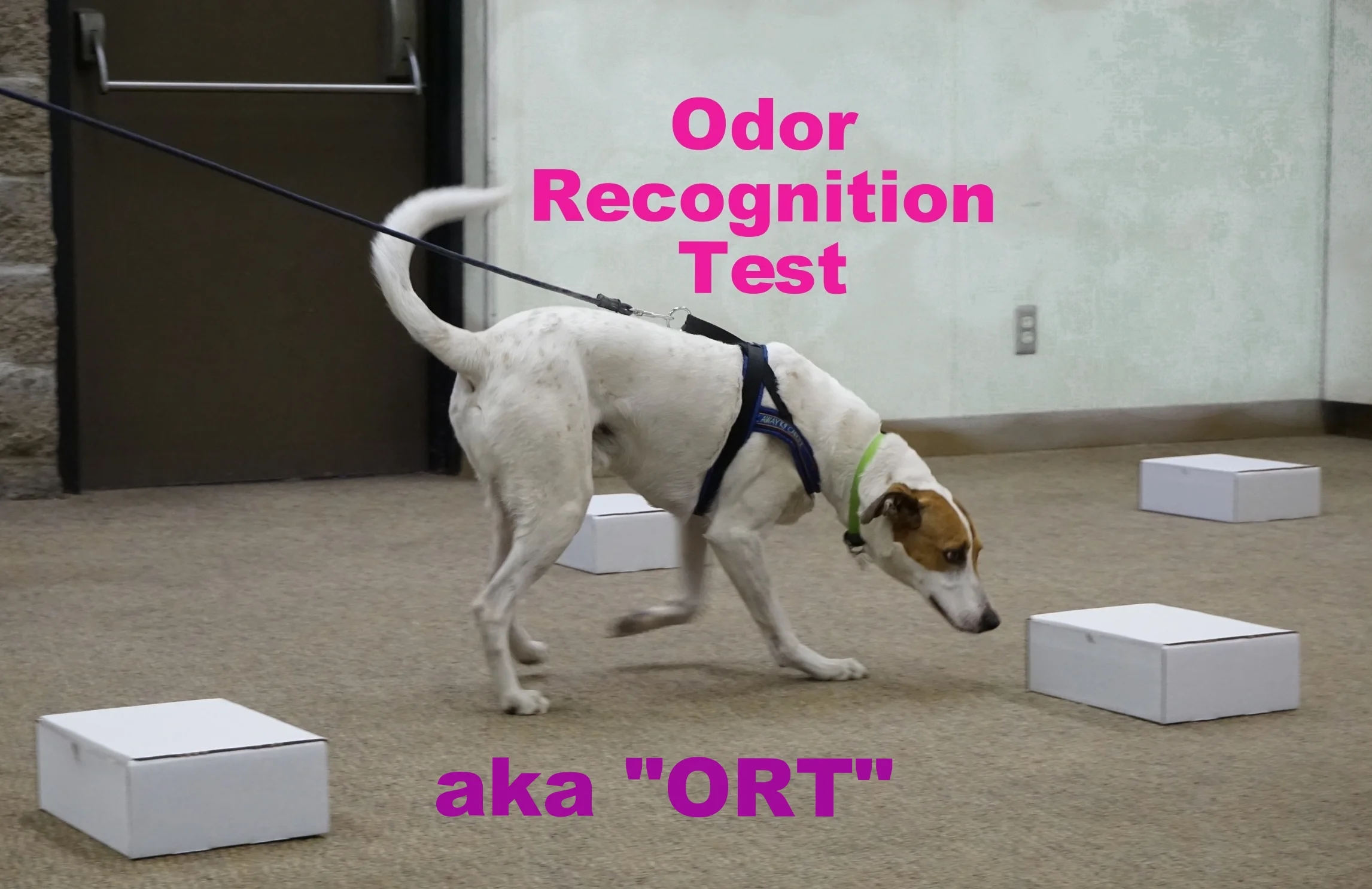 Special Event - Odor Recognition Test (ORT)